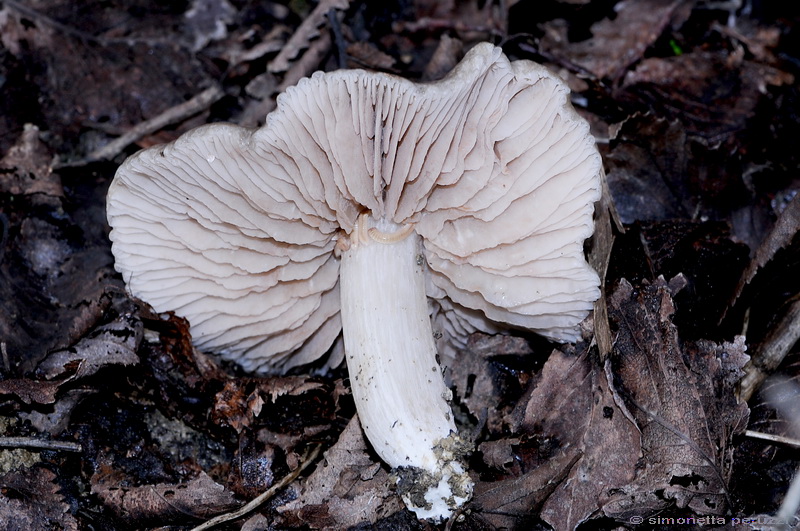 Entoloma saundersii var. hiemale